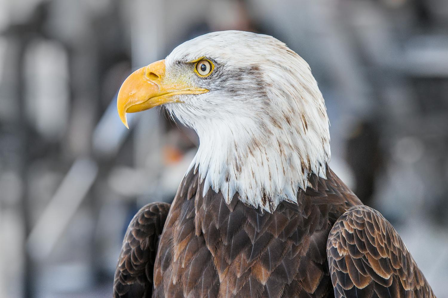 A bald eagle close up