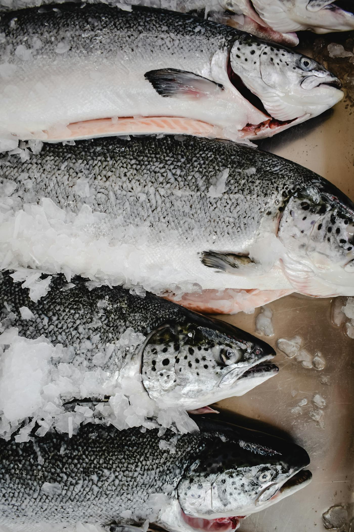 Fresh salmon on ice